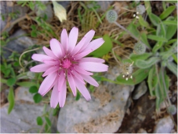 flower - march 2002